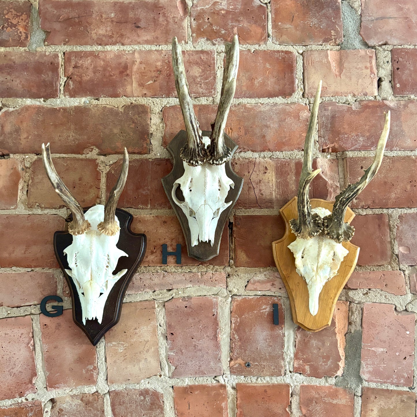 Vintage Mounted Roe Deer Antlers