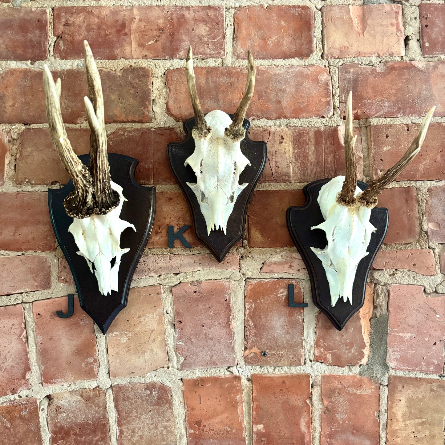 Vintage Mounted Roe Deer Antlers