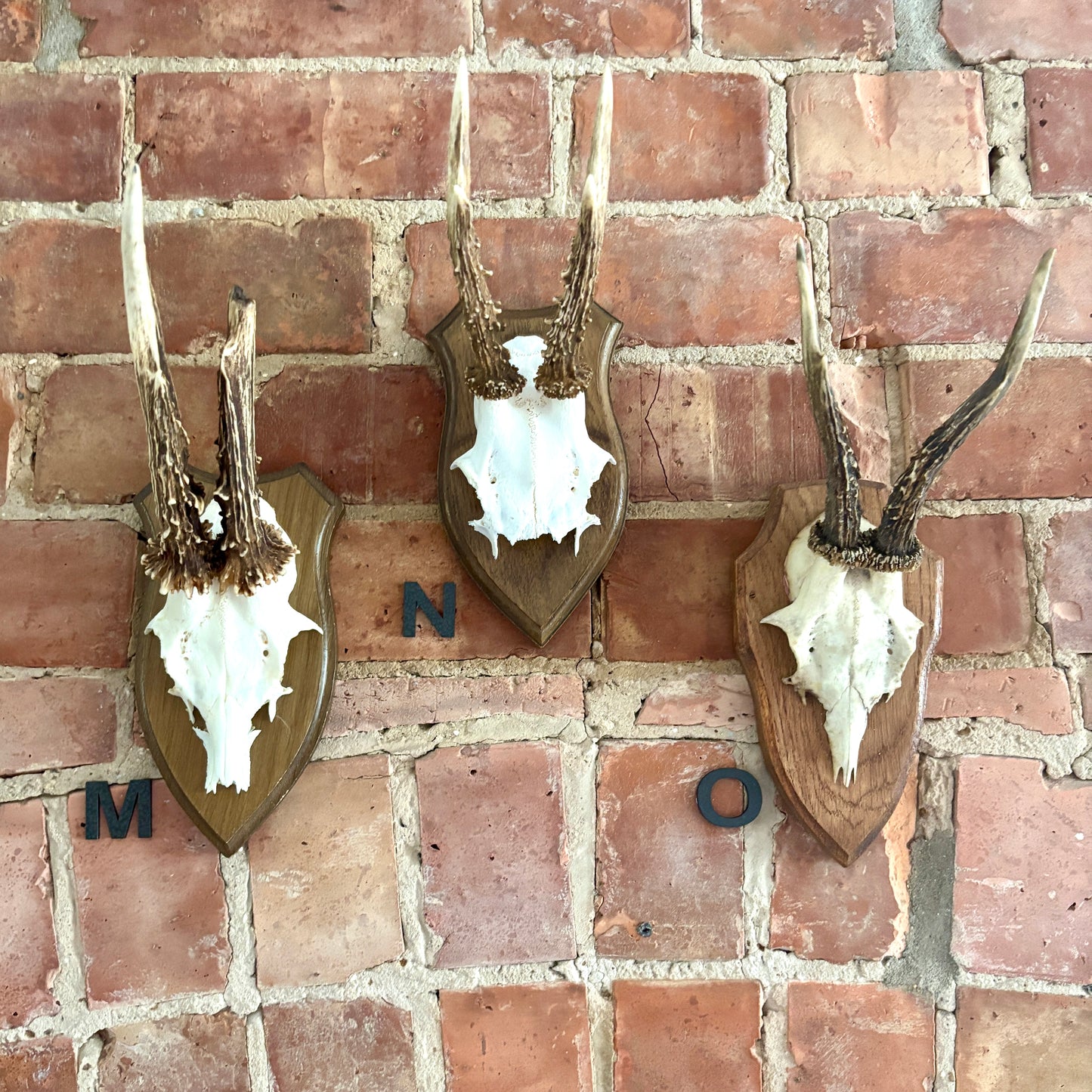 Vintage Mounted Roe Deer Antlers