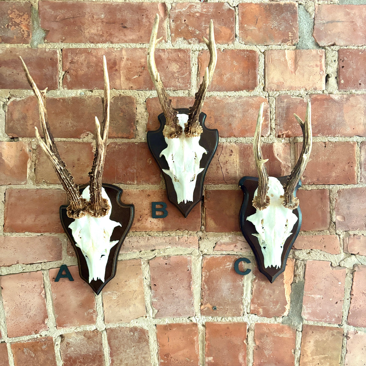 Vintage Mounted Roe Deer Antlers