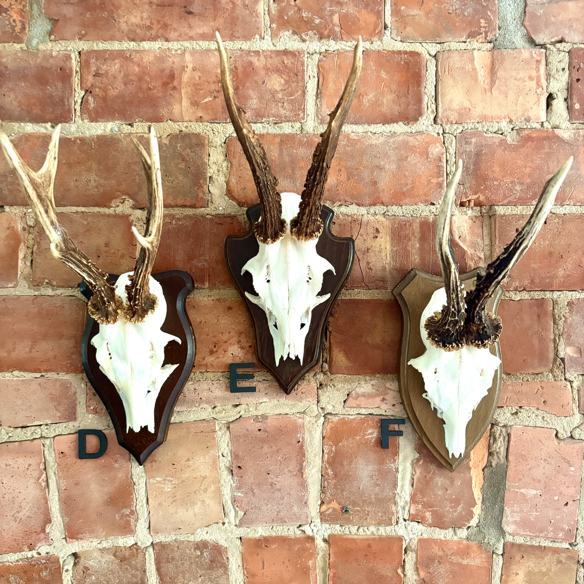 Vintage Mounted Roe Deer Antlers