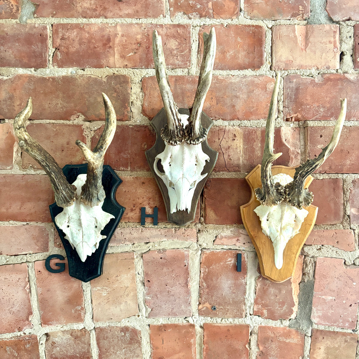 Vintage Mounted Roe Deer Antlers