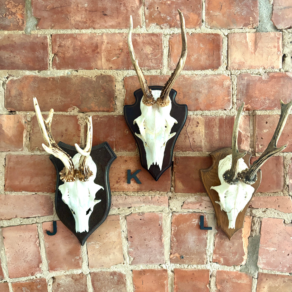 Vintage Mounted Roe Deer Antlers