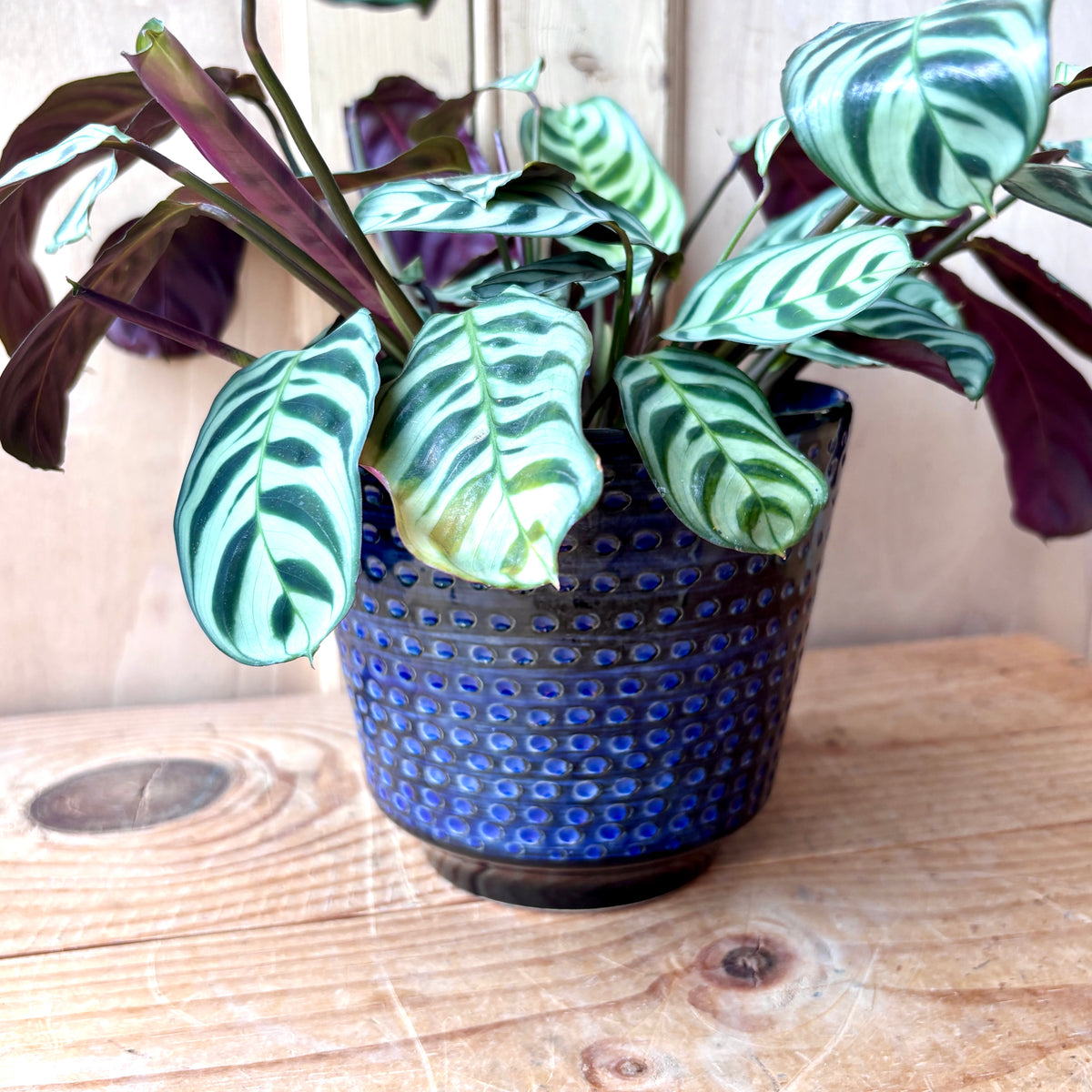 West German Dumler & Breiden Keramik Plant pot