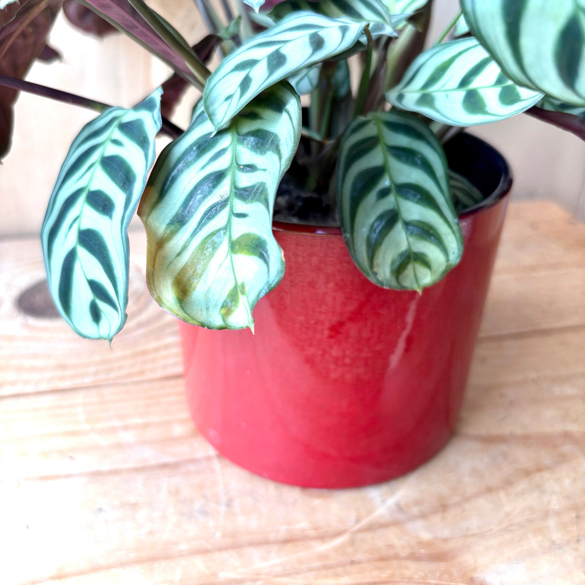 West German Dumler & Breiden Keramik Plant pot