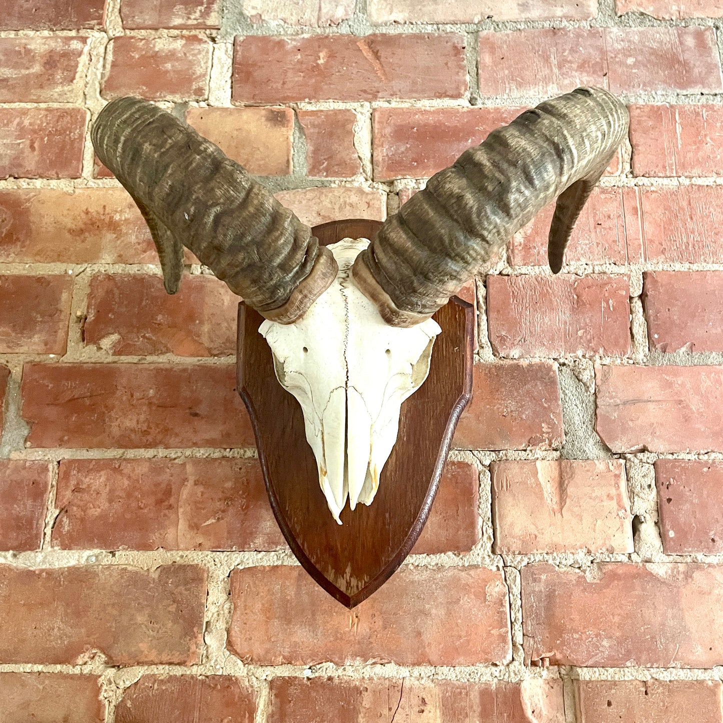 Vintage Mouflon mounted Horns.