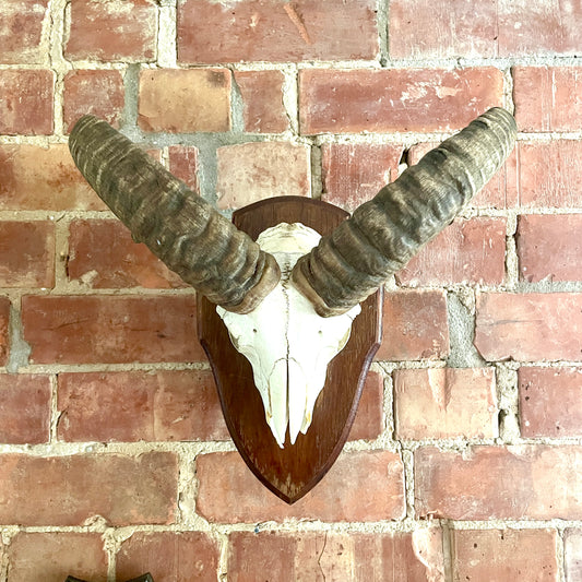 Vintage Mouflon mounted Horns.