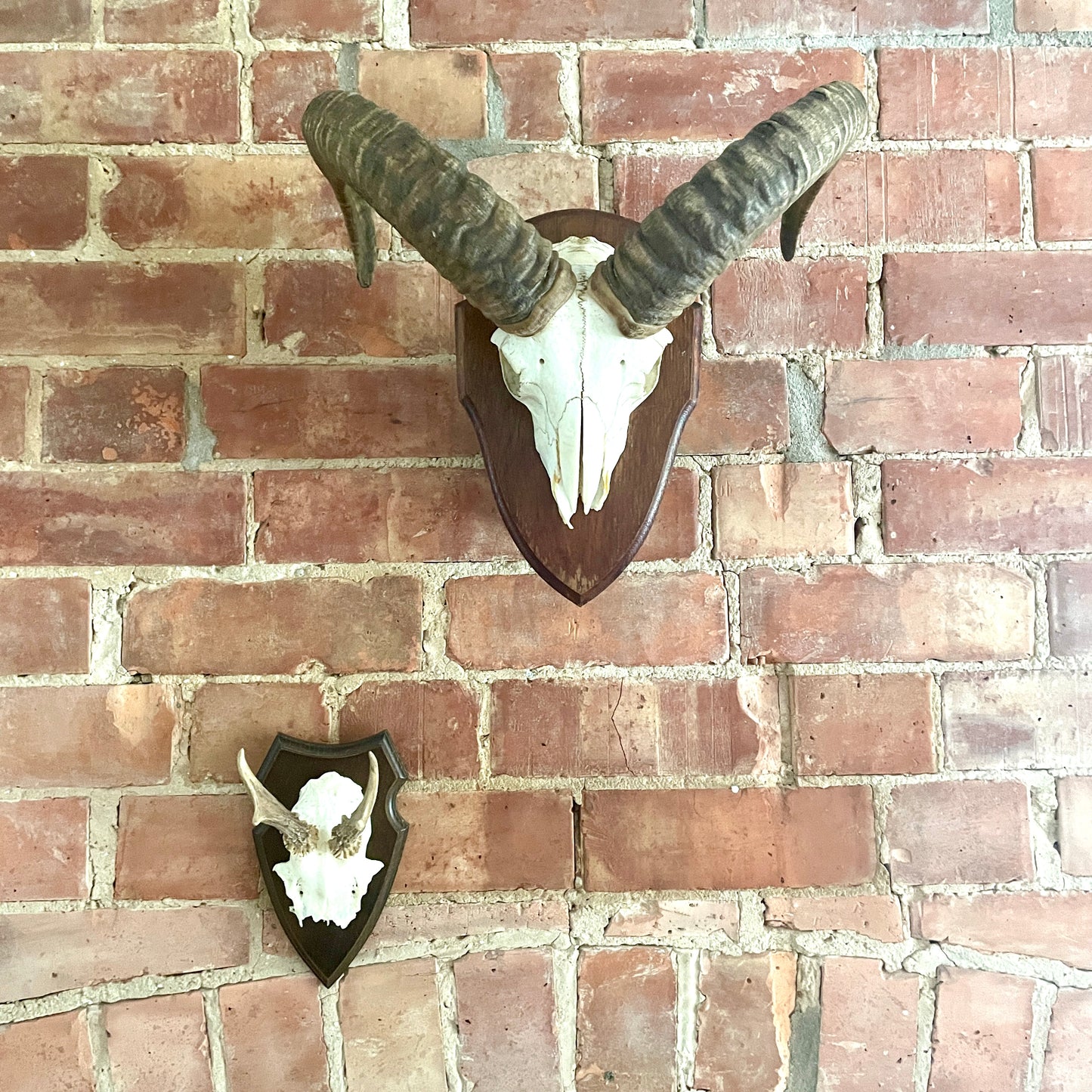 Vintage Mouflon mounted Horns.