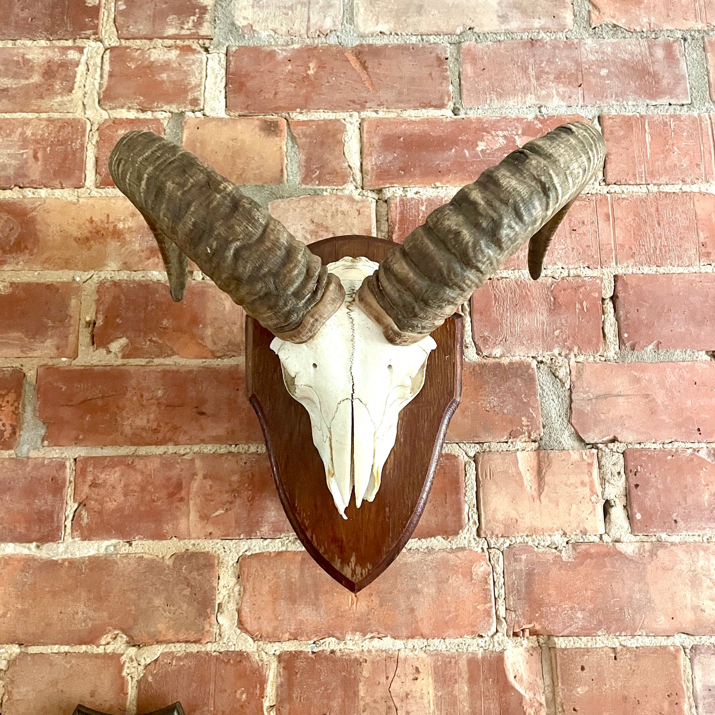 Vintage Mouflon mounted Horns.
