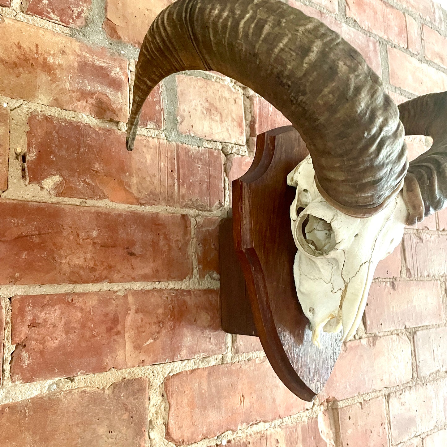Vintage Mouflon mounted Horns.