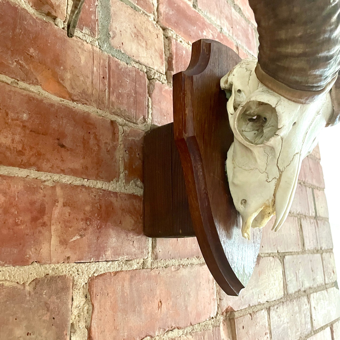 Vintage Mouflon mounted Horns.