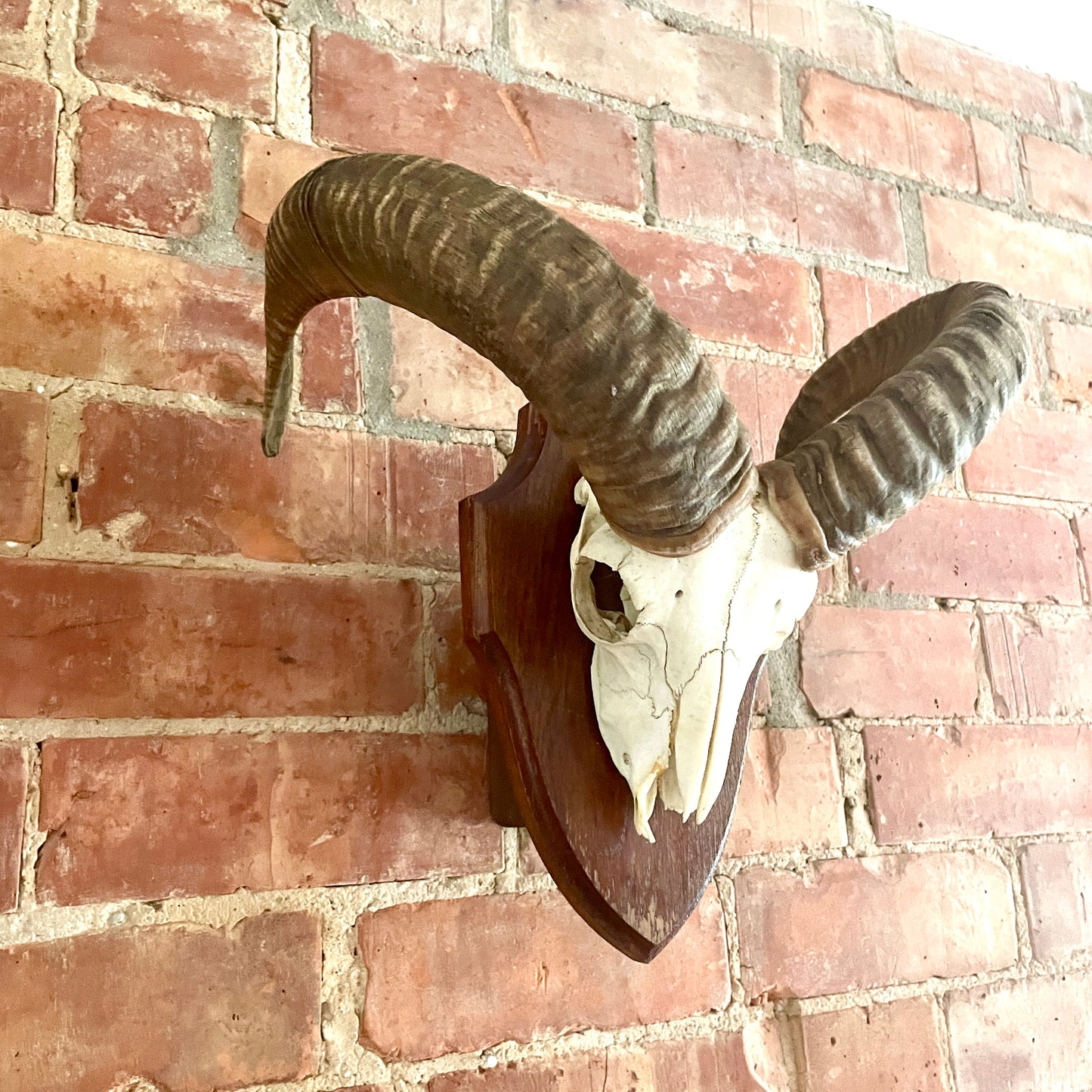 Vintage Mouflon mounted Horns.