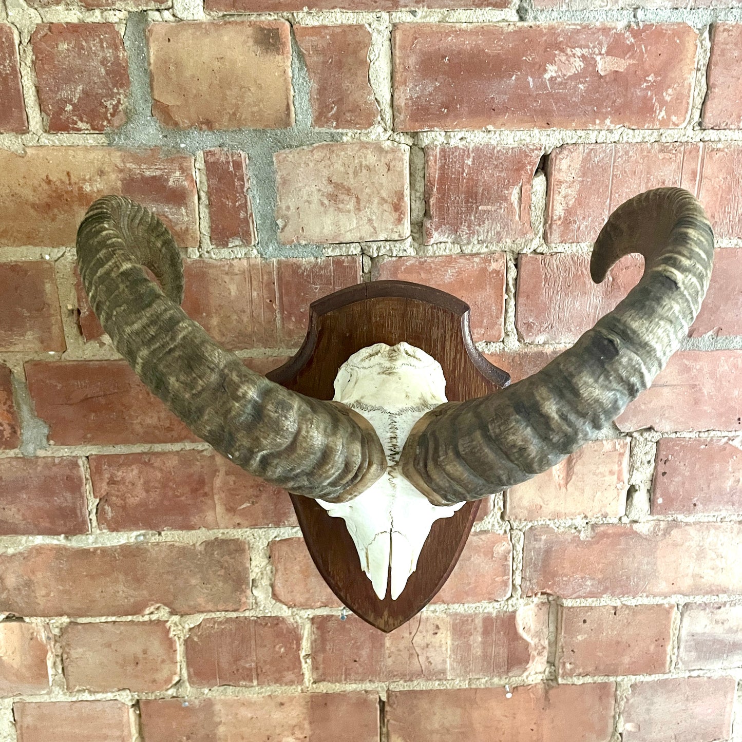 Vintage Mouflon mounted Horns.