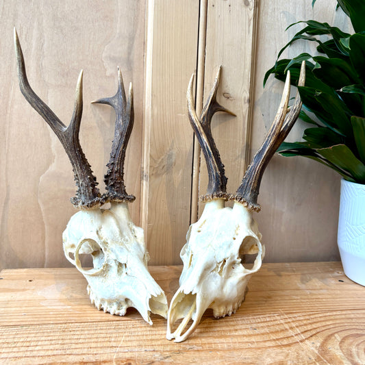 Vintage Roe Deer Skull and Antlers.