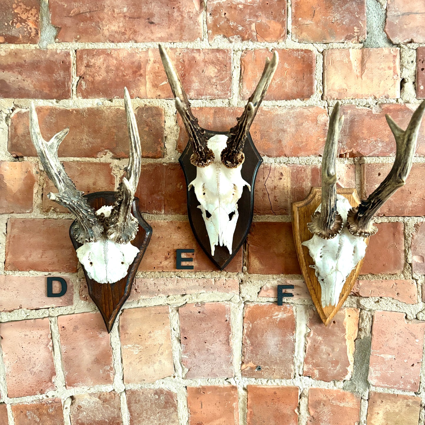 Vintage Mounted Roe Deer Antlers
