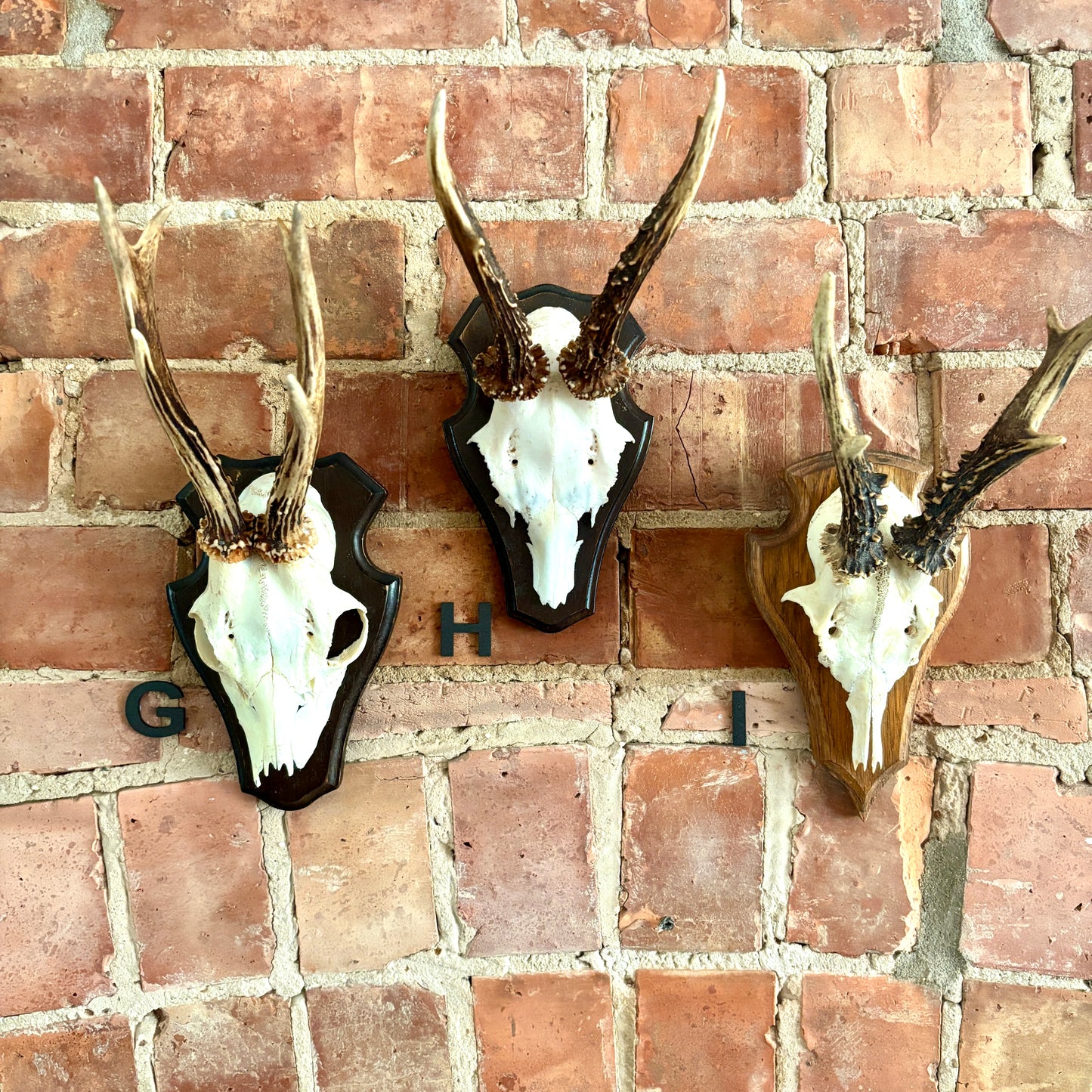 Vintage Mounted Roe Deer Antlers