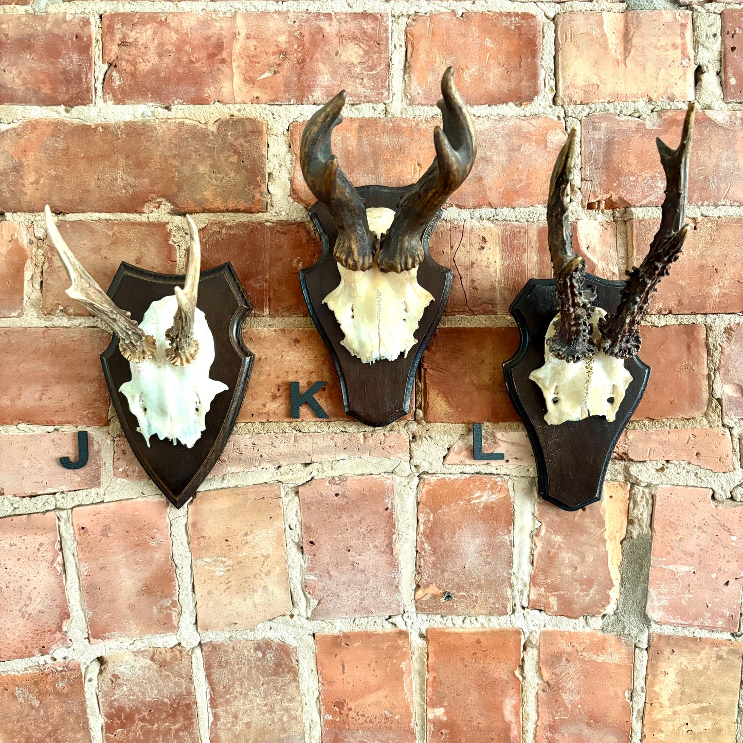 Vintage Mounted Roe Deer Antlers