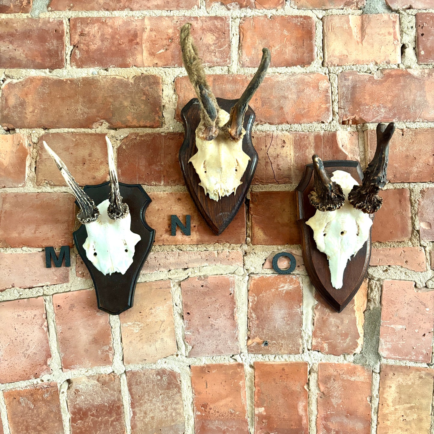 Vintage Mounted Roe Deer Antlers