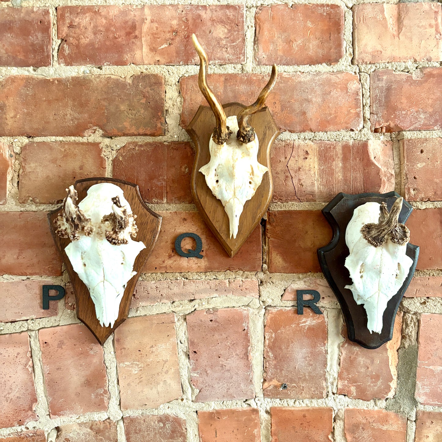 Vintage Mounted Roe Deer Antlers