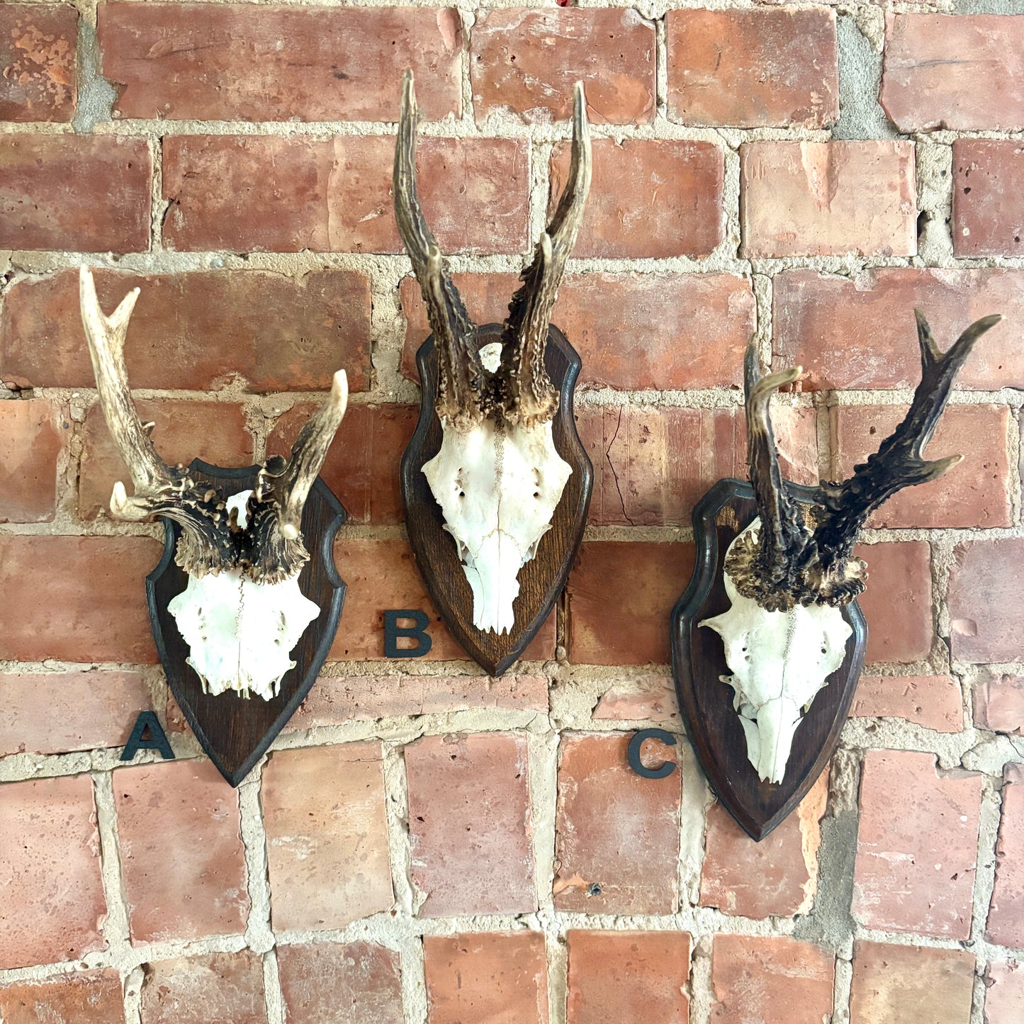 Vintage Mounted Roe Deer Antlers