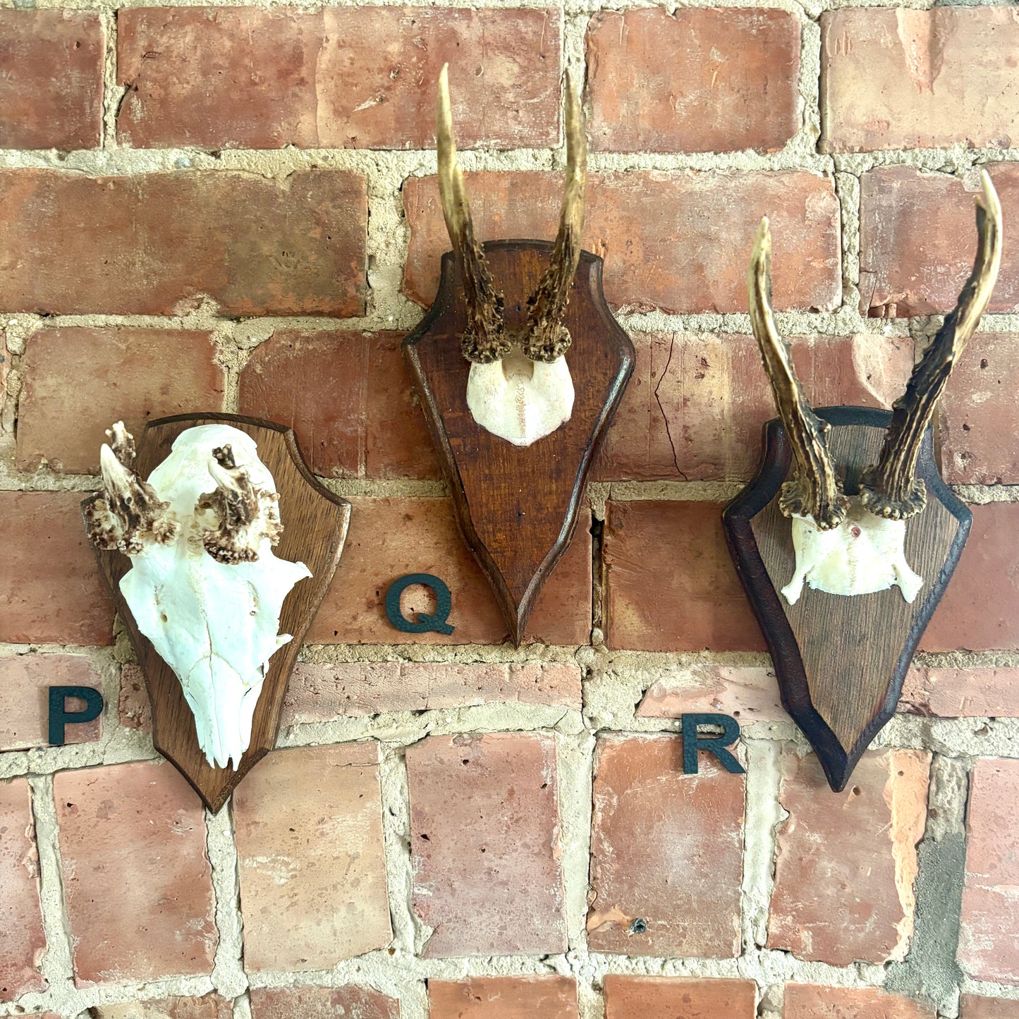 Vintage Mounted Roe Deer Antlers