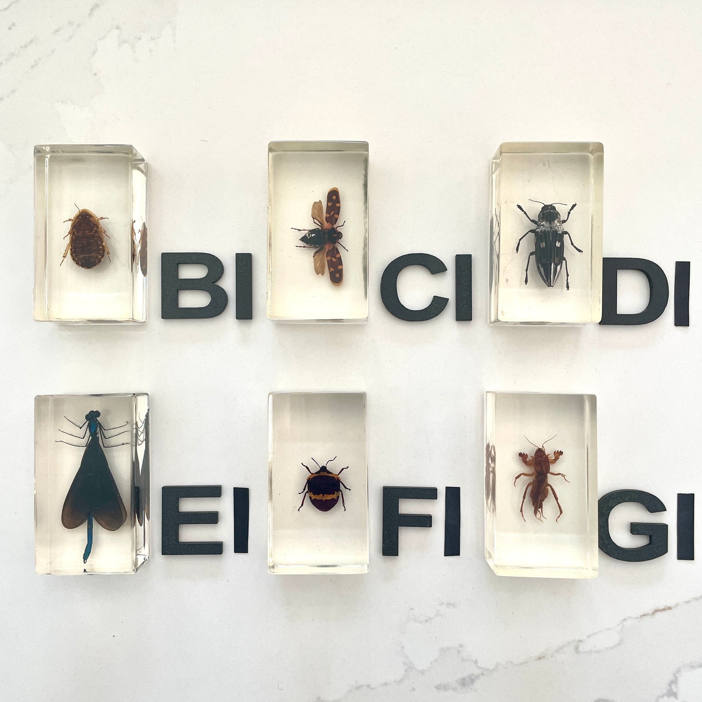 Vintage insect specimens