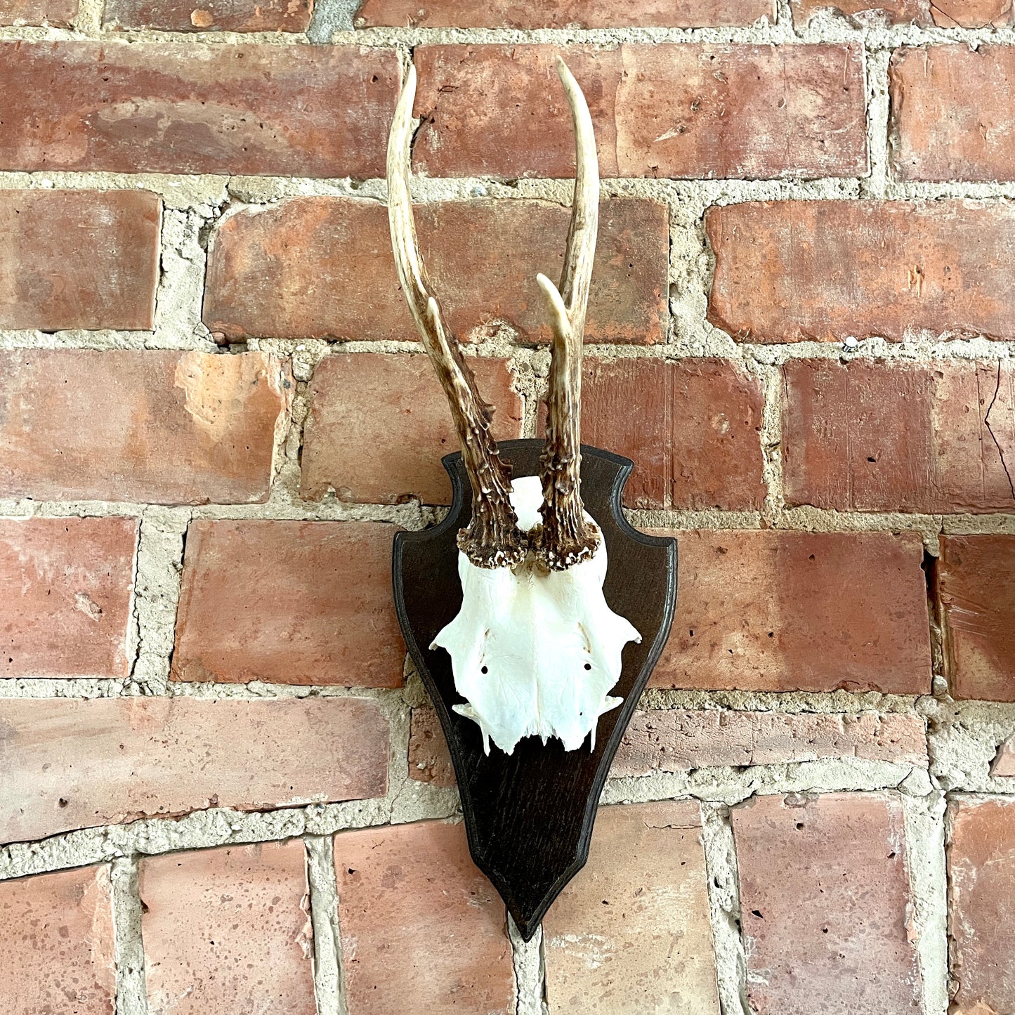 Vintage Mounted Roe Deer Antlers