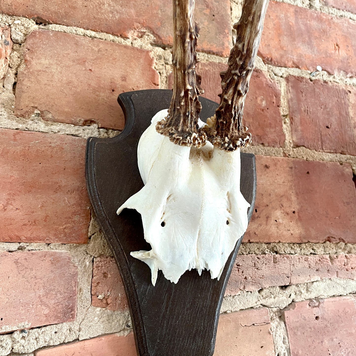 Vintage Mounted Roe Deer Antlers