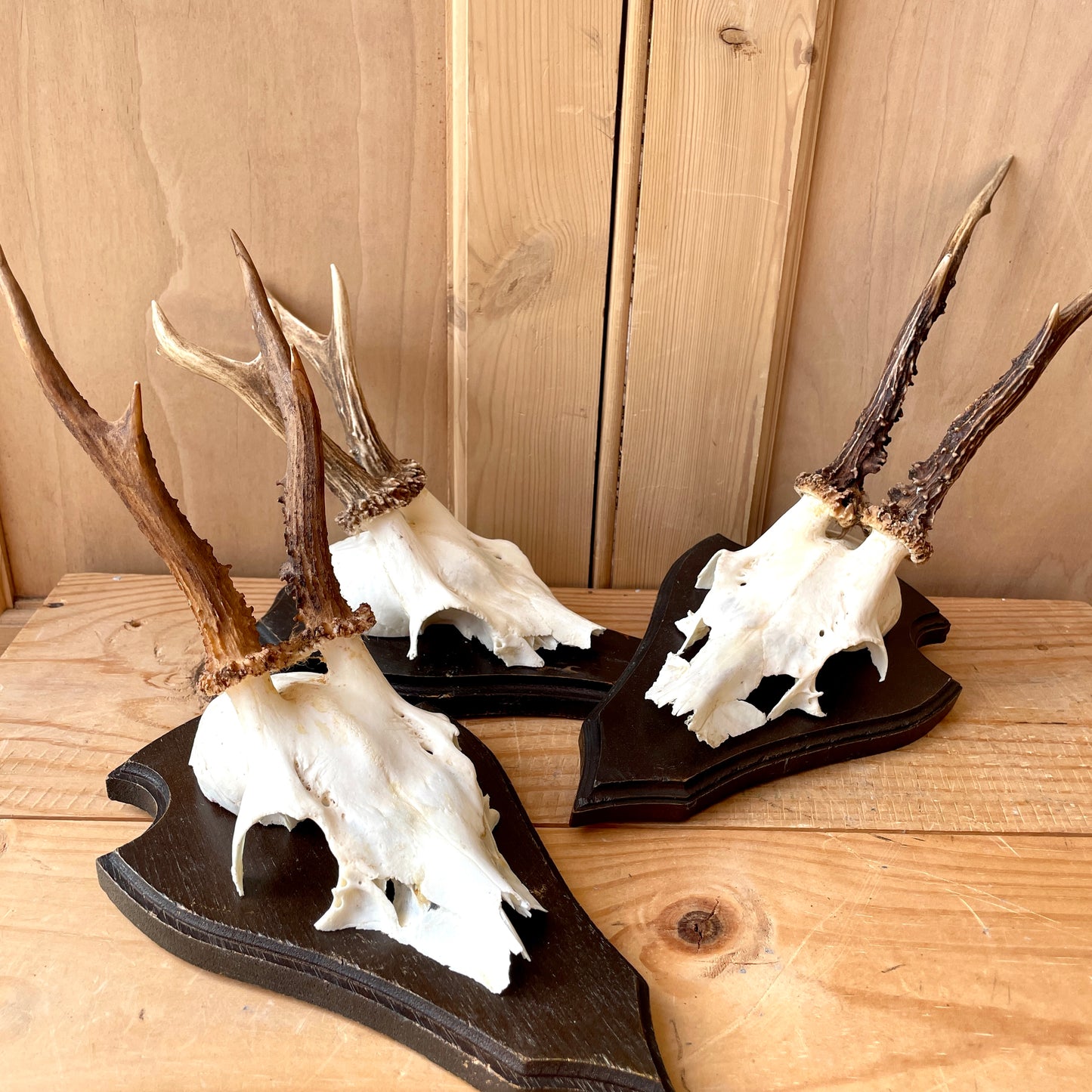 Vintage Mounted Roe Deer Antlers