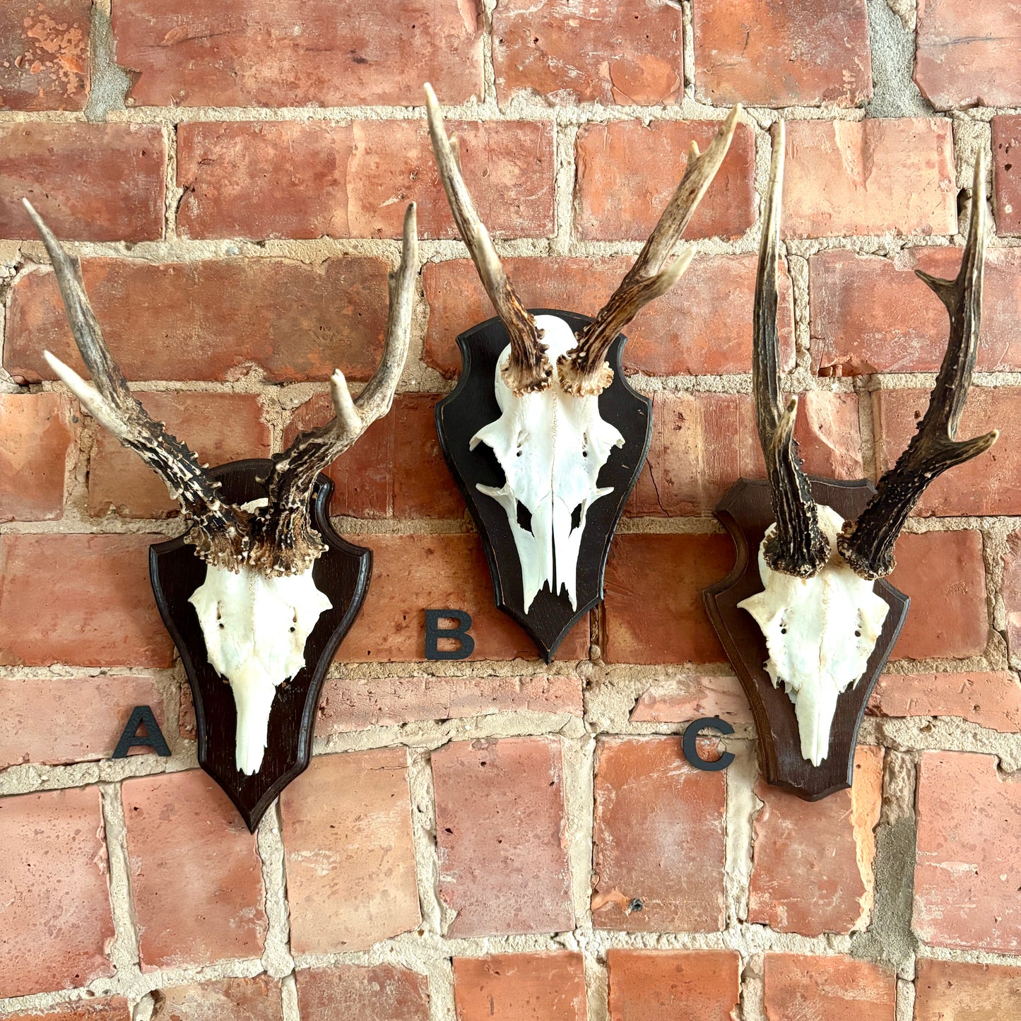 Vintage Mounted Roe Deer Antlers